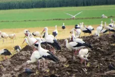 Na Moravu se slétají velká hejna čápů. Krmí se před cestou do Afriky přemnoženými hraboši