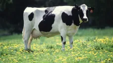 Ilustrační foto