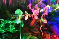 Galaxie květin ohromuje svou rozmanitostí. Začala mezinárodní výstava Flora Olomouc