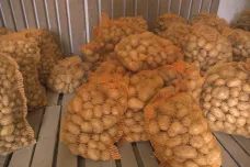 Menší hlízy, menší úroda, vyšší ceny. Pěstitele brambor trápí sucho