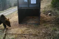Medvěd se vrátil do CHKO Beskydy. Pokud nezamíří mezi lidi, odchyt mu nehrozí