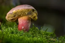 Meteorologové spustili mapu předpovědi růstu hub. V části země jsou už podmínky dobré