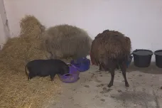 Týraná zvířata z chovu u Žlutic si odváží noví chovatelé