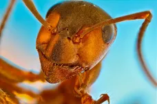 Mravenci jsou dokonalí epidemiologové. Infekční nemoci zvládají díky jednotě