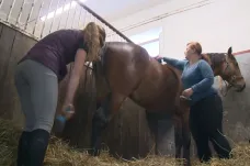 Koně v Tlumačově dostávají speciální stravu. Má zvýšit jejich výkon i zlepšit zdraví
