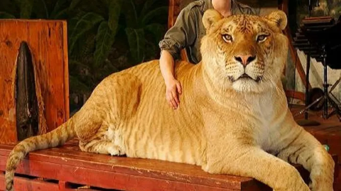 Liger