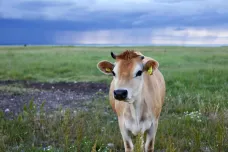 „Amatérismus,“ hodnotí neuzavřený kamion s uhynulými zvířaty na Slovensku farmáři