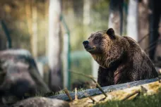 Slovensko kvůli medvědům vyhlásilo mimořádnou situaci, odstřelí 350 kusů
