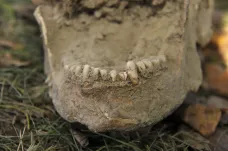 Zuby používal jako otvírák. Archeologové popsali trápení vojáka z 19. století